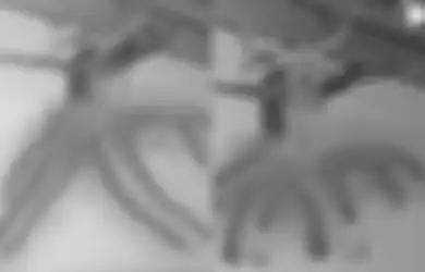 Punya Sayap dan Bertentakel, Sosok Makhluk Mengerikan Mirip Alien ini Bikin Penasaran Saat Muncul di Plafon Rumah Warga Bali