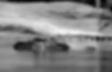 Bersembunyi di Area Danau Dekat Kampung, Buaya Seberat Setengah Ton Ini Ancam Nyawa Warga, Pemburu Sampai Butuh Waktu 5 Hari untuk Cabut Nyawa Sang Predator