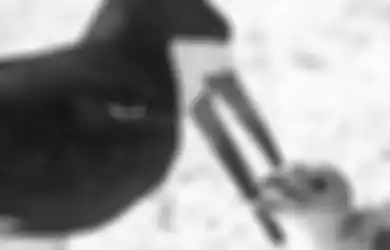 Miris, Induk Burung Ini Terekam Kamera Beri Makan Anaknya Puntung Rokok