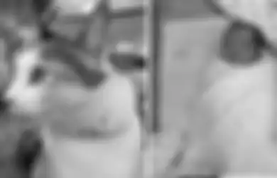 Dibuang Hidup-hidup, Seorang Bayi Perempuan Berhasil Diselamatkan Setelah Ditemukan oleh Seekor Kucing