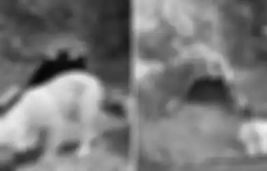 Seekor Anjing Selama 18 Bulan Tetap Setia untuk Berada di Lokasi Terakhir Pemiliknya yang Meninggal karena Kecelakaan Fatal