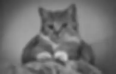 Bukan Hanya Karena Stres, Ini Alasan Kucing Menggaruk hingga Merusak Sofa
