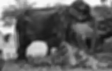 Ingat Tikiri, Gajah Tinggal Tulang dan Kulit yang Foto-fotonya Bikin Marah Netizen Seluruh Dunia? Begini Nasib Akhirnya yang Berujung Tragis