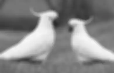 Aneh tapi Nyata! Viral Video Burung yang Bersuara Laiknya Anjing