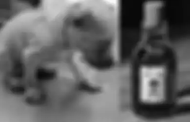 Kejam! 6 Ekor Anjing Disiram Cairan Kimia hingga Bulu dan Kulitnya Terkelupas, Diduga Ini Alasan Si Pelaku Melakukan Hal Keji Itu!