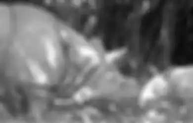 Dicap Penuh Manfaat, Cula Badak Dianggap Mujarab Sebagai Obat Hingga Peningkat Gairah Seksual, Benarkah Demikian?