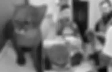 Temukan Kucing Liar dengan Warna Unik, Remaja ini Terkejut Saat Tahu Hewan yang Dipeliharanya Ternyata Jenis Spesies Lain