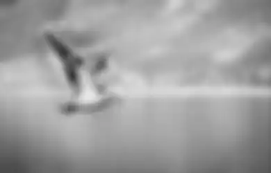 Pertanda Rezeki Akan Datang? Ini Arti Mitos Kejatuhan Kotoran Burung