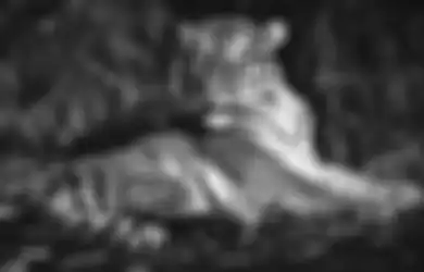 Pernah Mimpi Dikejar Harimau? Pertanda Baik atau Buruk, Inilah Artinya