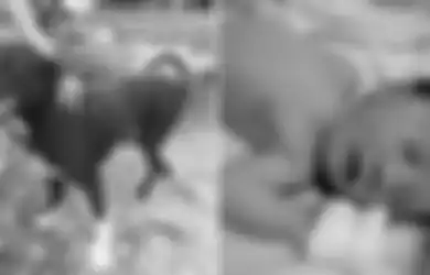 Seekor Anjing Menemukan Bayi yang Dikubur Hidup-hidup, Ternyata yang Membuangnya Adalah Ibu Berusia 15 Tahun, Alasan Buang Bayinya Sungguh di Luar Nalar!