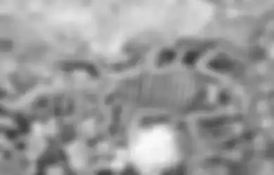 Deathstalker Scorpion, si Ganas dari Israel, Racunnya Jadi Primadona Incaran Perusahaan Medis Dunia, Ini Alasannya
