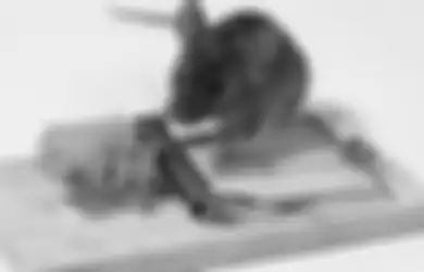 3 Metode Menanggulangi Tikus, Pilih Cara Teraman buat Penghuni sesuai Sikon