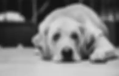 Pilu, Video Viral Rekam Momen Menyayat Hati Saat Seekor Induk Anjing Gali Kuburan untuk Anaknya yang Sudah Mati, Jasadnya Terus Digoyang-goyangkan Berharap Anaknya Bisa Hidup Kembali