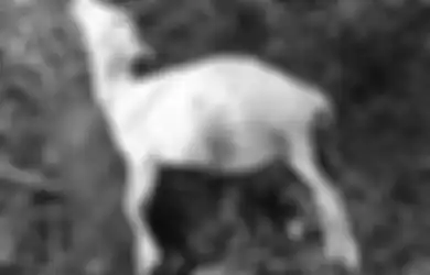 Bangkainya Utuh, Puluhan Kambing di Kuningan Mati Diserang Makhluk Misterius Nan Beringas, Polisi: Ajag Ini Sangat Galak dan Serang Warga