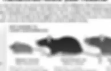 Baru Mulai Bangkit dari Wabah Corona, China Kini Diserang Hantavirus, Jenis Virus Baru yang Memakan Korban Tewas hingga 32 Orang Harus Diisolasi Khusus