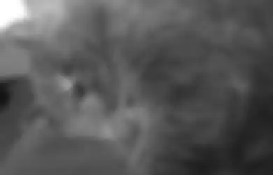 Seekor Kucing Terpaksa Diinfus karena Lelah Setelah Kawin dengan 5 Kucing Betina dalam Satu Malam