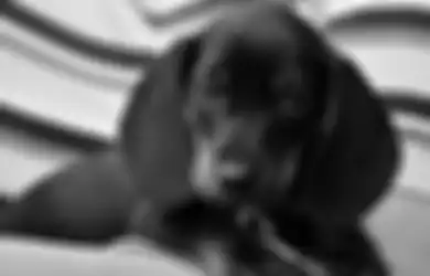 Bikin Warga Ketakutan Dengar Suara Minta Tolong, Turis Asal Inggris Terjebak 6 Hari dalam Bak Air karena Dikejar Anjing