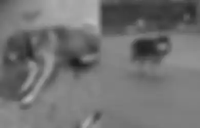 Gegara Tayangan TV yang Sebut Hewan Peliharaan dapat Tularkan Virus Corona, Warga Kota Ini Ramai-ramai Buang Anjing dan Kucingnya di Jalan, Ada yang Sekarat karena Diracun