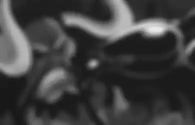Komik One Piece Chapter 978: Misteri Anak Kaido akan Terungkap?!