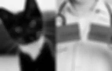 Konon Berkhasiat Tinggi Tangkal Corona, di Vietnam Kucing Hitam Laris Diburu Untuk Dibantai Kemudian Dikonsumsi, Aktivis Pecinta Hewan: Ini Tingkat Kekejaman yang Tak Masuk Akal!