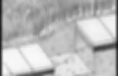 Mau Tau Tanaman Penghias dan Aksesori Pendukung yang Cocok di Taman?