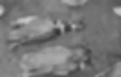 Kawat Besi Tak Mampu Melindungi, Hewan Ternak di Siborongborong Ternyata Mati Karena Makhluk Ini, Sang Penghisap Darah Terekam CCTV