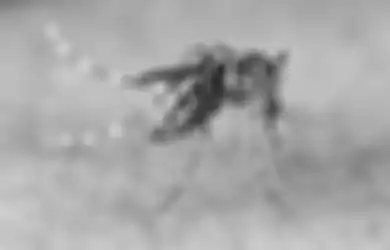 Waspadai, Begini Proses Nyamuk Aedes Aegypti Menularkan Demam Berdarah