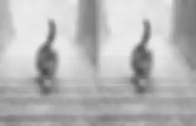 Hayo Kucing Ini Sedang Naik Atau Turun? Tes Sederhana Ini Bisa Bongkar Kepribadianmu yang Sebenarnya