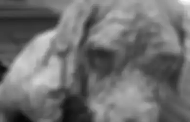 Memprihatinkan, Anjing Ini Terlihat seperti Batu karena Diperlakukan dengan Buruk saat Dia Ditemukan