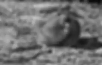 Tikus Lucu Penghuni Arktik yang Jadi Bukti Perubahan Iklim, Kenali Yuk!