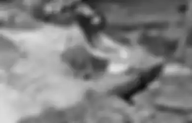 Ngeri! Heboh Teror 'Jagal Kucing' di Kota Medan untuk Dikonsumsi dan Dijual Dagingnya, Peliharaan Kesayangan Wanita Ini Jadi Korban