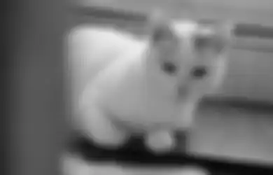 Ternyata Bisa Berbahaya, Stop Beri Makan Nasi ke Kucing, Ini Penjelasan dari Ahli