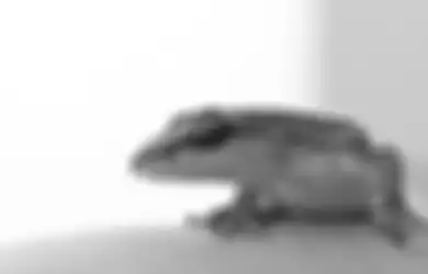Tanda Hal Buruk Datang? Ternyata Ini Arti Mimpi Kejatuhan Tahi Cicak