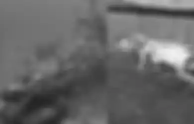 Diduga Bangkainya Muncul di Laut Natuna, Gajah Mina Nyatanya Satu dari 7 Hewan Makara dengan Kekuatan Mahadashyat di Lautan, Kemunculannya Sering Jadi Pertanda Nasib Buruk, LIPI Akhirnya Angkat Bicara