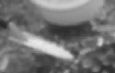 Rangsang Pembungaan pakai Pupuk NPK, Ukur Kandungan Zat dan Tahapannya!