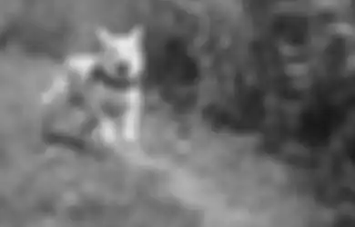 Segera Berdoa Agar Hal Buruk Ini Tak Bikin Hidupmu Hancur, Inilah Tafsir Mimpi Digigit Anjing yang Sering Terjadi