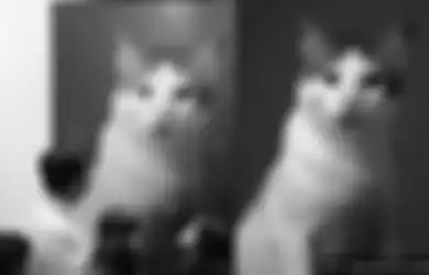 Cuma Bobby The Cat yang Berani Lakukan, Tingkah Kucing Kesayangan Prabowo Subianto Bikin Pemiliknya Kebingungan, Ini yang Dilakukan