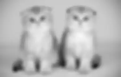 Benarkah Kepribadian Kucing Tiru Karakter Pemiliknya? Ini Penjelasannya