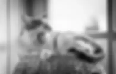 Mengalami Mimpi Digigit Kucing Ternyata Tak Selalu Berkaitan dengan Pertanda Buruk, Simak Beberapa Arti Mimpi Digigit Kucing Berdasarkan Primbon Jawa