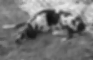 Bikin Orang Penasaran, Foto Anjing yang Tampak Sedih Ini Viral di Twitter, Ternyata Kisah di Baliknya Bikin Netizen Tak Kuasa Menahan Tangis