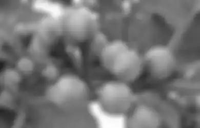 Tumbuh Liar di Hutan, Buah dari Tanaman Ini Dipercaya Bisa Mengobati Asam Lambung, Simak Sederet Khasiatnya Bagi Kesehatan