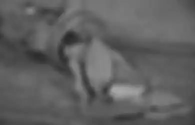 Katakan Selamat Tinggal Pada Asam Lambung, Ramuan Sederhana dari Daun Salam dan Kayu Manis Ini Dijamin Manjur