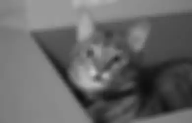 Pantas Jadi Favorit Sejuta Umat, Ternyata Ini Alasan Manusia Menyukai Kucing, Ada Manfaat Tak Terduga untuk Kesehatan
