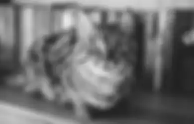 Mitos yang Dipercaya oleh Banyak Orang, Ini Kata Buya Yahya Soal Menabrak Kucing Sampai Mati yang Disebut Bisa Sebabkan Masuk Neraka, Benarkah?