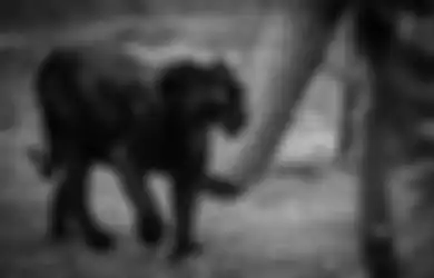 Sosoknya Suka Menyatu dengan Alam, Berikut Ini Ciri-ciri Orang Dijaga Khodam Leluhur Macan Kumbang, Konon Akan Didampingi Sepanjang Waktu