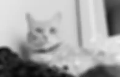 Kucing Disebut Bisa Melihat dalam Gelap, Fakta atau Mitos Semata?