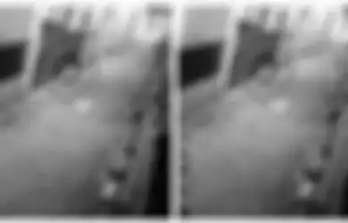 Terekam CCTV Diduga Babi Ngepet Lewat Pekarangan Warga di Tangsel, Polisi Langsung Turun Tangan dan Ungkap Makhluk Aslinya