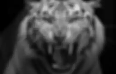 3 Weton Jagur Harimau yang Konon Rezekinya Datang dari Berbagai Arah