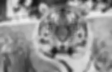 Begini Cara Mengusir Khodam Harimau Milik Leluhur Secara Aman