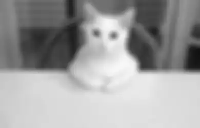Nggak Cuma Mpus, Ini Dia 17 Macam Panggilan Kucing di Berbagai Negara di Dunia